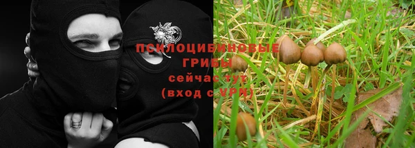 каннабис Аркадак