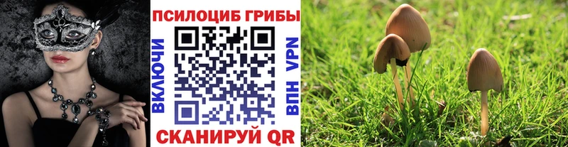 Купить где  Старица  Псилоцибиновые грибы Cubensis 